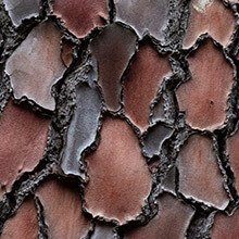 French Maritime Pine Bark